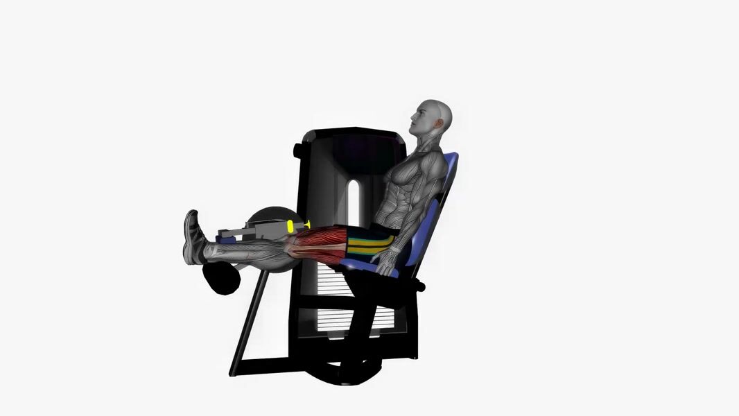 Machine Seated Leg Curl exercise