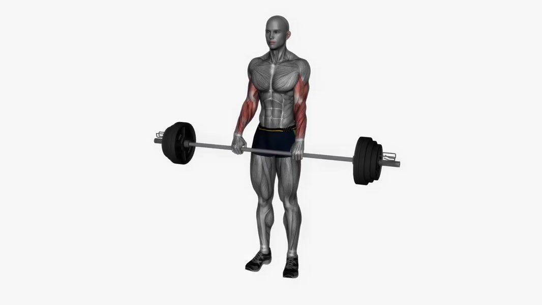 Barbell Reverse Curl exercise