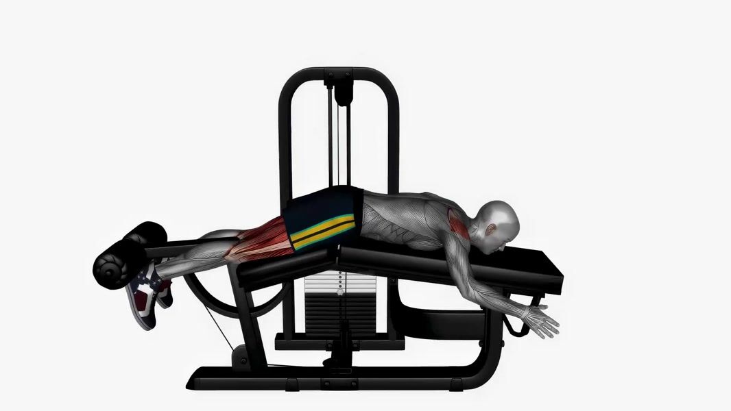 Machine Lying Leg Curl exercise