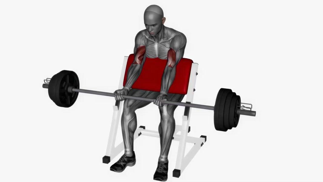 Barbell Preacher Curl exercise