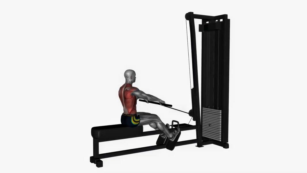 Cable Seated Row exercise