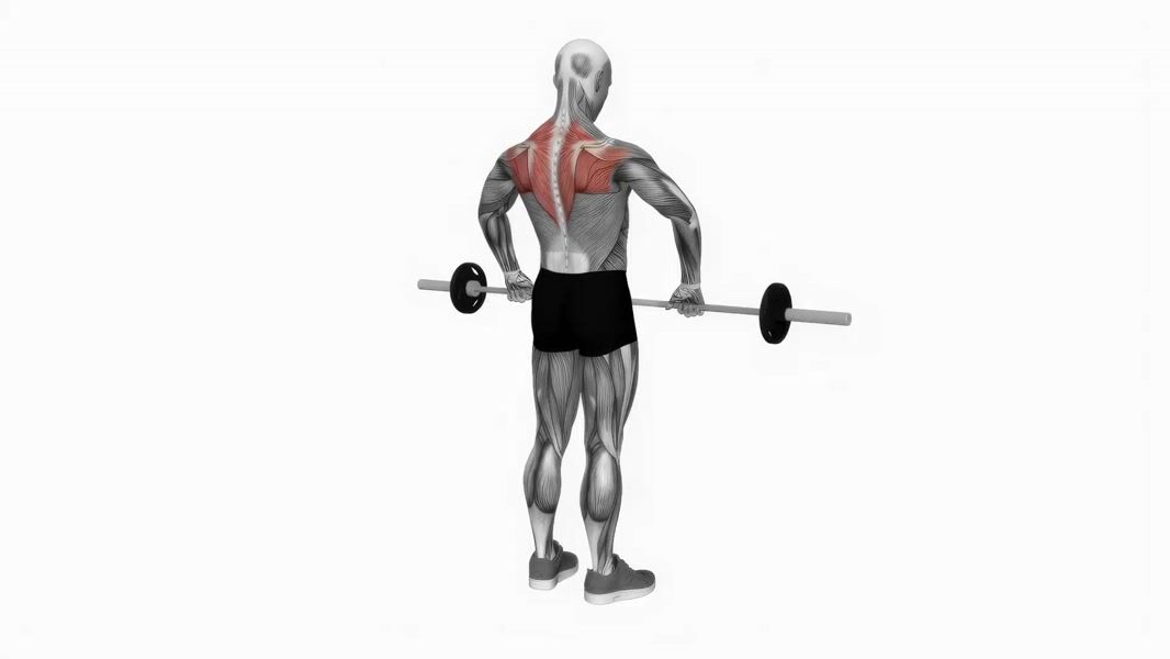 Barbell Upright Row exercise