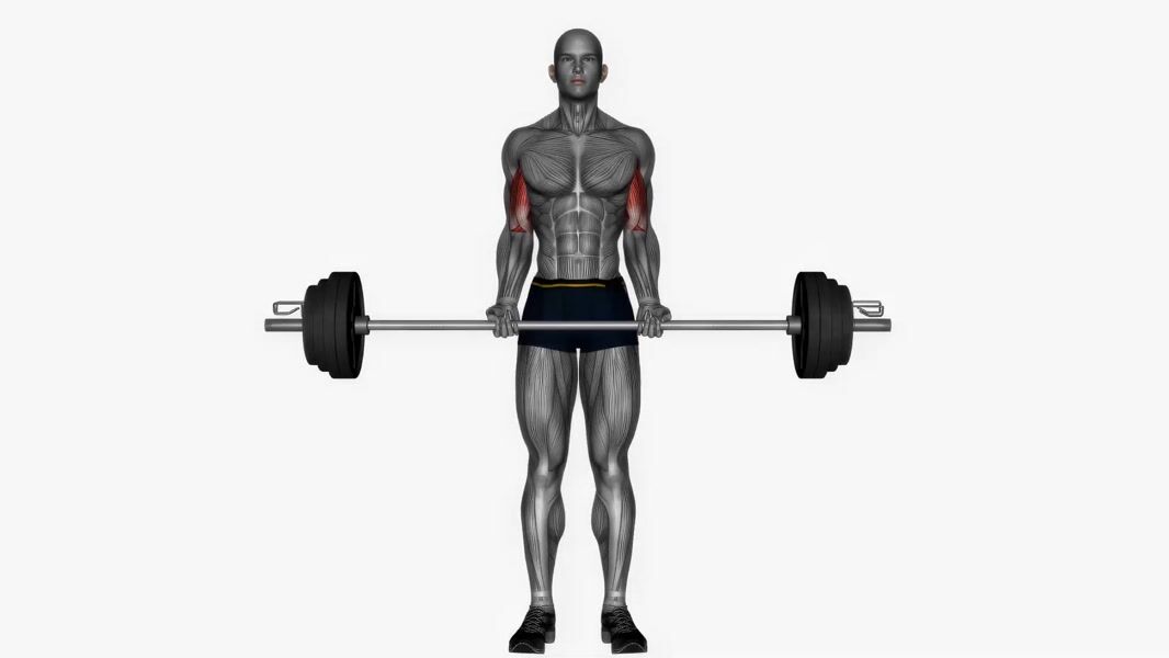 Barbell Bicep Curl exercise