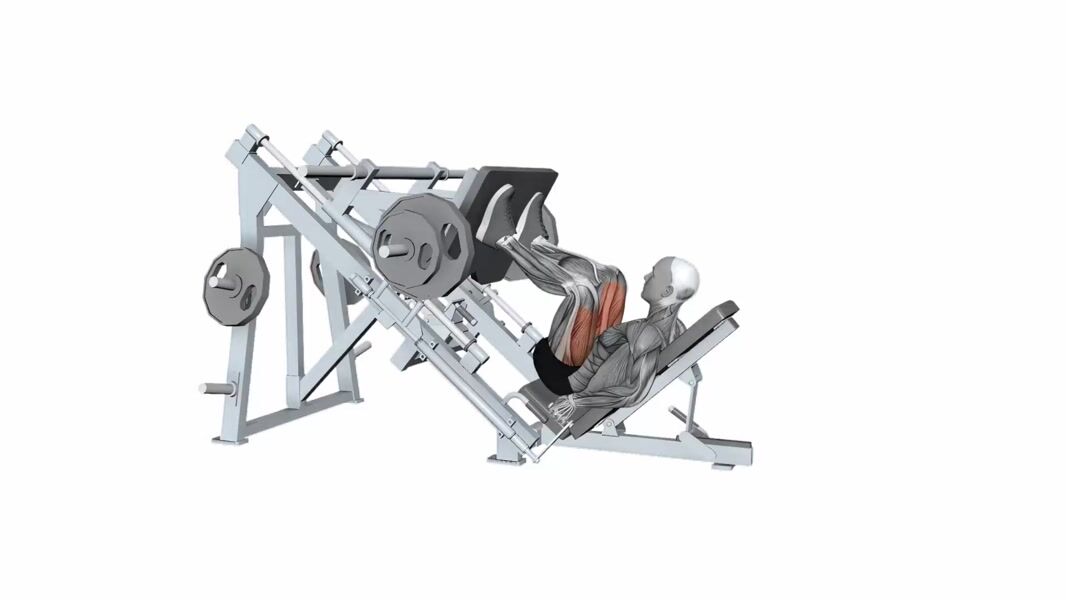 Machine Leg Press exercise