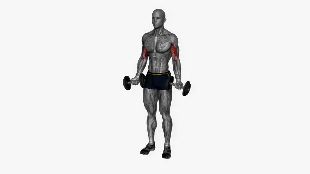 Dumbbell Bicep Curl exercise